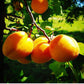 Addy's Apricot, Lemon, Vanilla Bean Jam limited batched